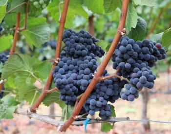 Pinot noir grapes in Oregon