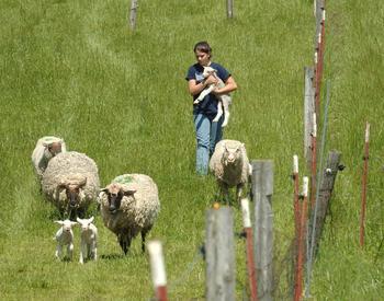 Moving sheep through a pasture.