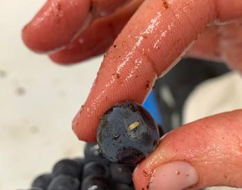 Fruit fly larva on pinot noir berry
