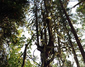 Old growth forests are typically composed of large trees, such as this western red cedar, that are greater than 40 inches in diameter.
