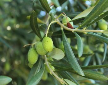 green olives on a branch
