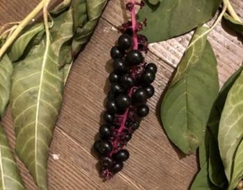 Pokeweed with berries and leaves on a wooden floor.