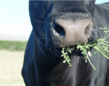 cow eating alfalfa