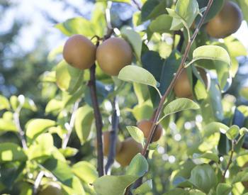 Asian pears on branches.