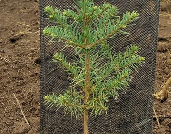 Shading noble fir seedling to reduce heat and drought stress