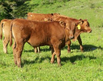 Cattle walking on grass