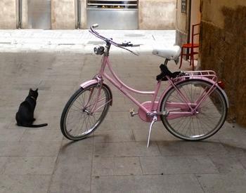 cat near parked pink bike on stone walkway
