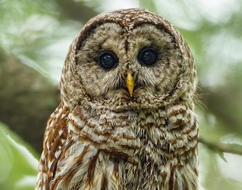 brown and white barred owl