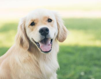 adult golden retriever