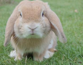 tan long-earred rabbit