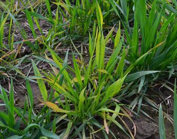 Wheat infected with soil-borne mosaic disease