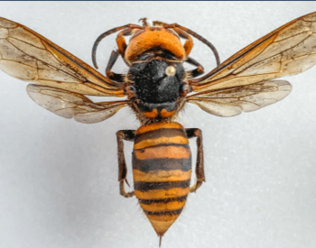 Close up of an Asian Giant Hornet on a white background