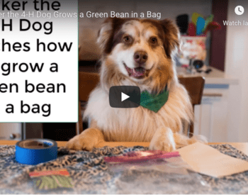 Tucker dog grows green bag image