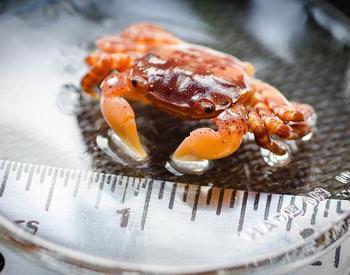 Measuring a Japanese Shore Crab