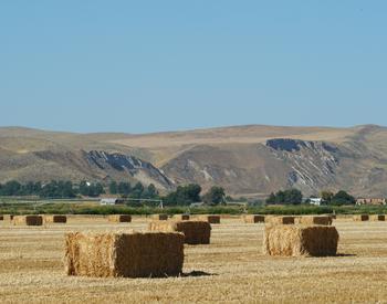 Bales of wheat straw in a Malheur County field