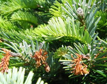 Frost damage on a noble fir takes the form of dead, brown growth on the end of branches.