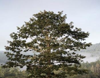 Oregon white oak
