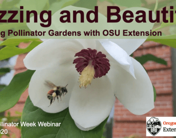 Buzzing and Beautiful: Designing Pollinator Gardens with OSU Extension
