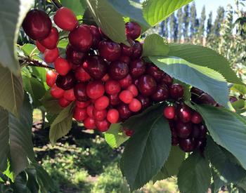 X disease symptoms are little, pale-red to greenish-white fruit that do not taste ripe. Some cherries might be pointed or flat-sided.