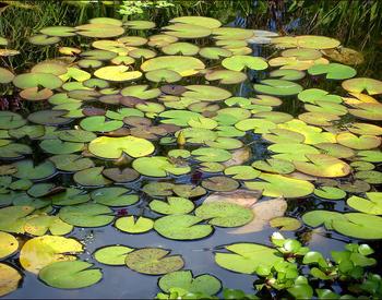 backyard pond with lilly pads