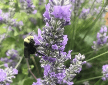Bumble bee on a lavender plant.