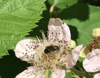 A closeup of a carpenter bee on a blackberry blossom.