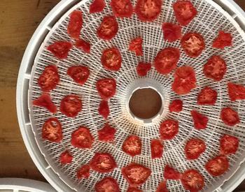 Dried tomatoes on a dehydrator tray