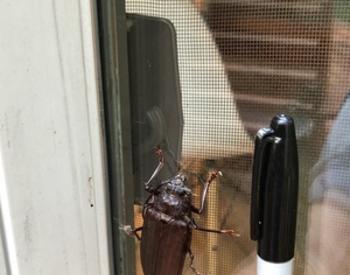 Large beetle on screen next to sharpie for size comparison.