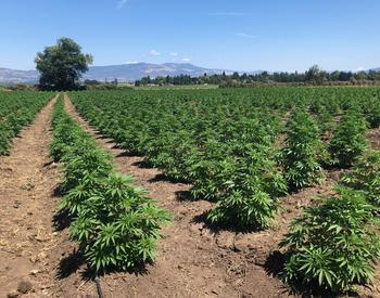 rows of hemp fields- Jackson County