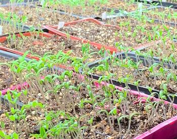 A portion of the tomato starts Lane County Master Gardeners donated to nonprofits.