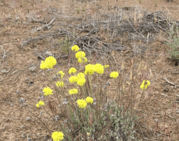 A desert buckwheat plant with bright-yellow flowers provides a pop of color amid a brown landscape.