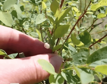 Person holding a budding huckleberry flower