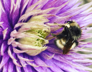 Bombus flavifrons on clematis.