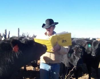 Cattle manual being read to cows.