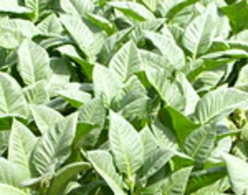 many mature tobacco plants growing together