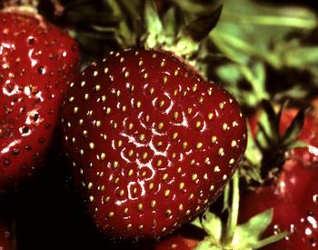 Dark red strawberry close up