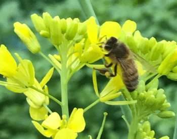 Bee on a mustard plant
