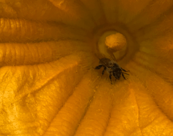 An extreme closeup of a bee inside a squash blossom.