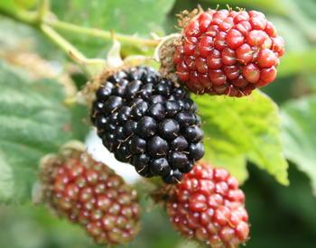 A close-up of developing and ripe blackberries on the vine.