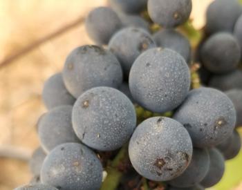 Pinot noir cluster exposed to wildfire smoke in Oregon