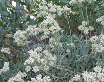 Overhead view of parsnip-flower buckwheat (Eriogonum heracleoides) shows its white blooms.