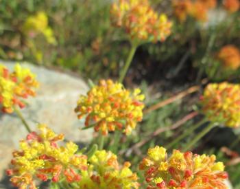 A view of the yellow and red blooms of the sulphur-flower buckwheat (Eriogonum umbellatum).