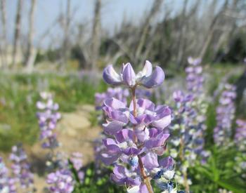A close-up view of silvery lupine (Lupinus argenteus) shows its lavender pea-like flowers on narrow stems.