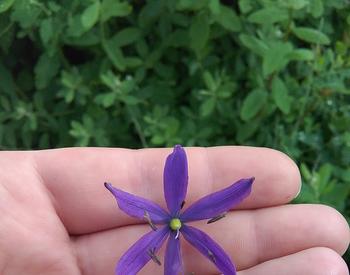 A person holds a single blue-violet, star-shaped flower of the small camas plant (Camassia quamash).