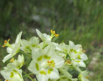 A close-up view of the multiple flowers of Zigadenus Elegans (mountain death camas).