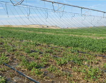 Mobile drip irrigation in an alfalfa field