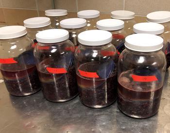 A dozen jars contain microfermentations of grapes prepared for testing for smoke volatile phenols.