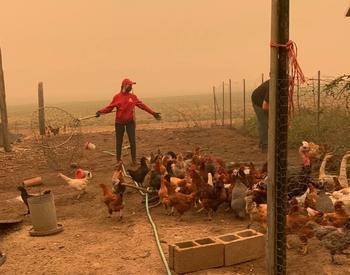 Sela Raisl uses a net to catch chickens and other poultry on a Clackamas County farm that was under threat or fire on Sept. 10