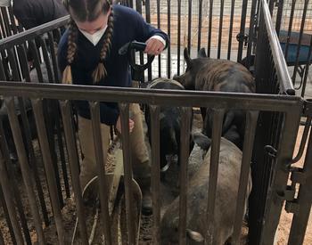 A Washington County 4-H youth shovels a pen that holds pigs that were evacuated to the fairgrounds during the Oregon wildfires.