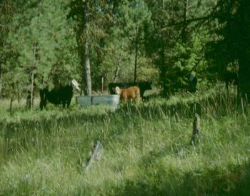 Three head of cattle gather around a metal tub in a forest pasture.